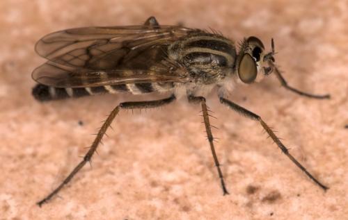 Thereva valida